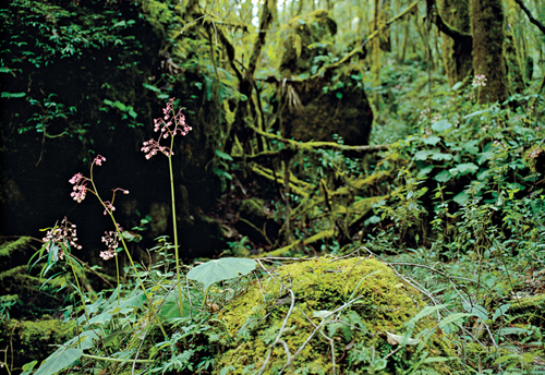 In the Sierra Gorda Biosphere Reserve: Photography by Ewan Burns